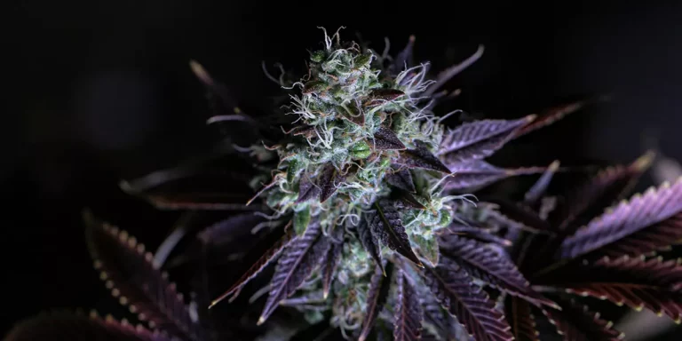 Cannabis Strains Indica