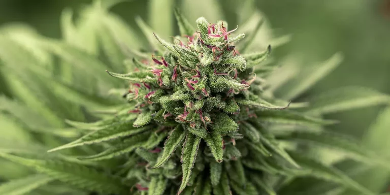 Cannabis Strains Sativa