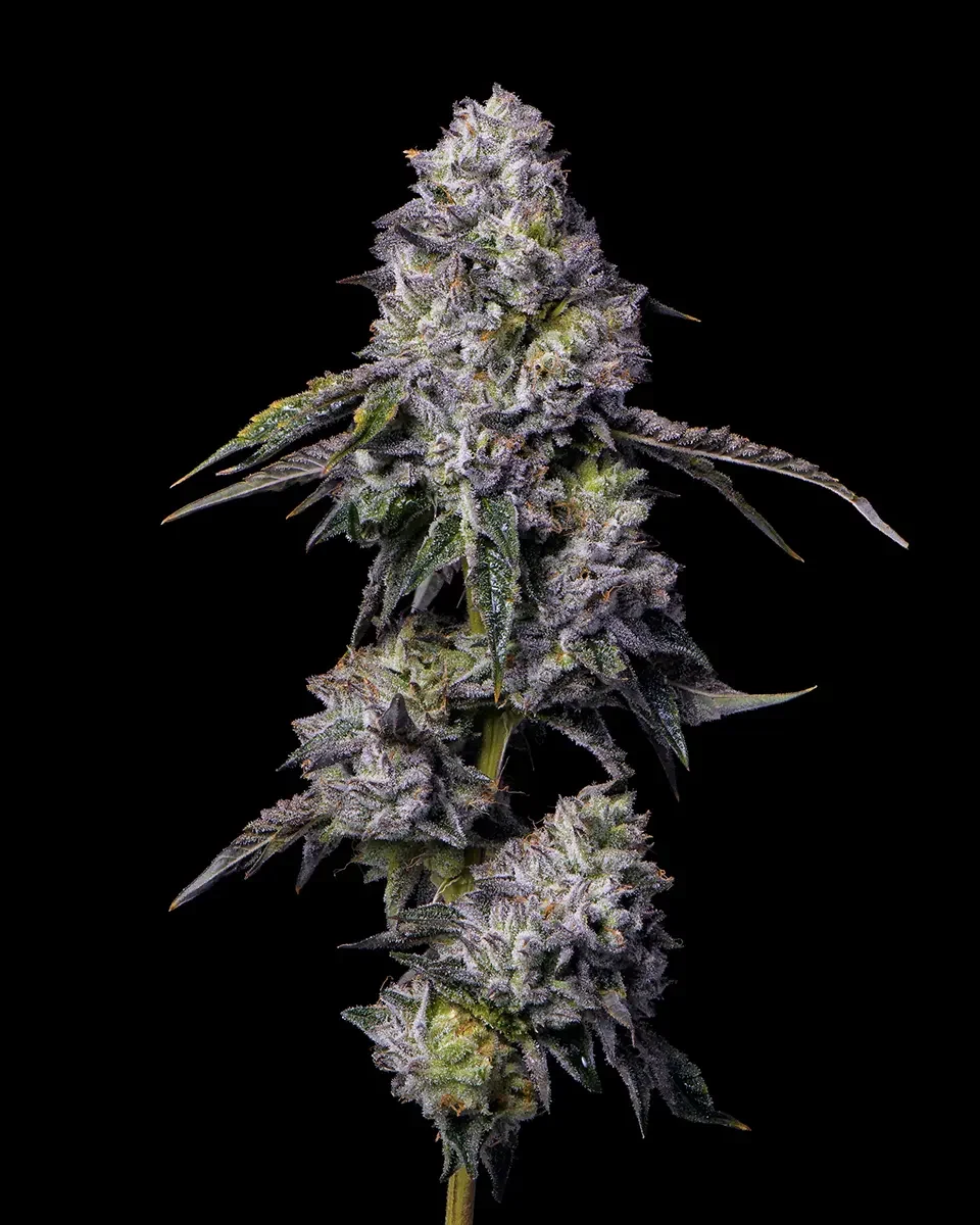 Cookies Bloomington Weed Dispensary Green Wednesday Deals