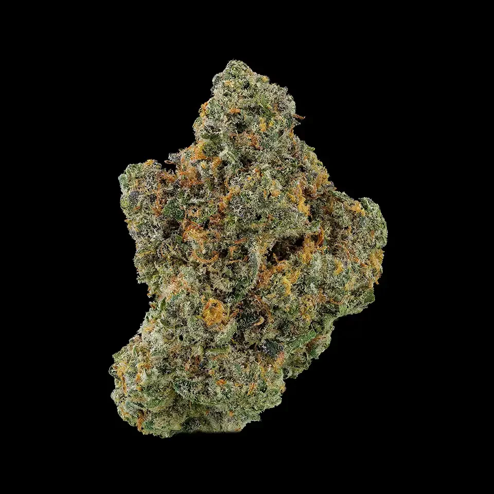 Cookies Strains Pilon